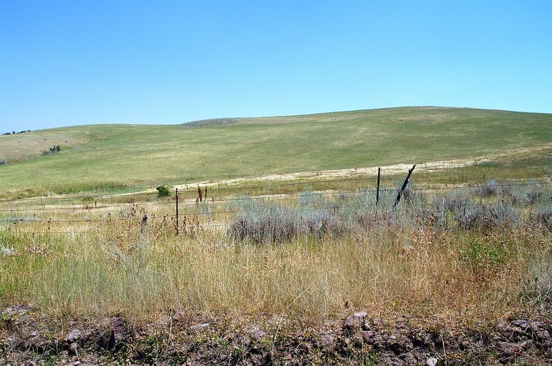 North Africa Grass photo 5