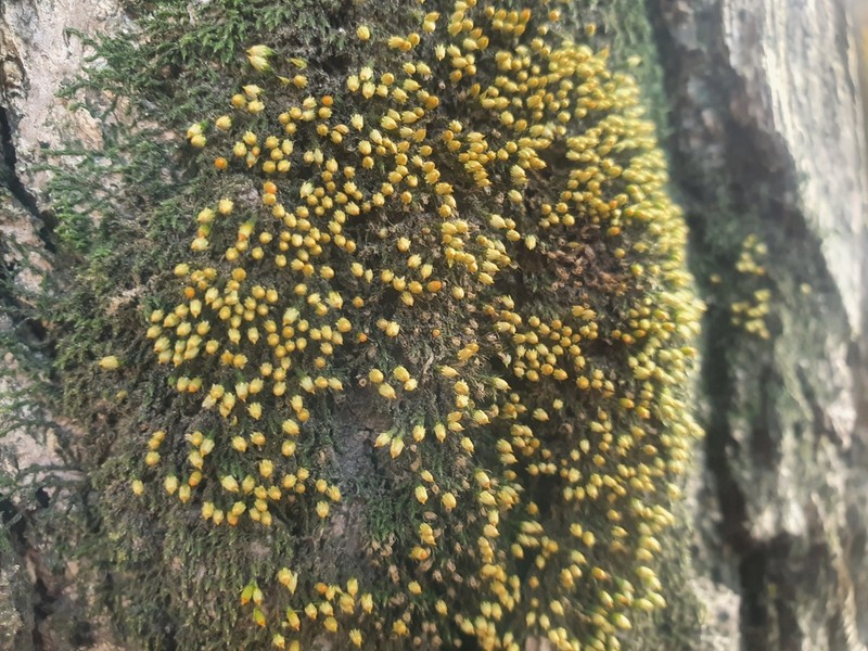 China Venturiella Moss