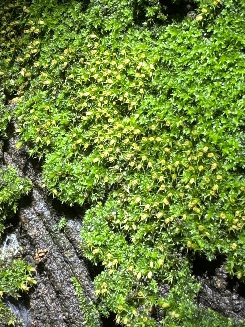 China Venturiella Moss photo 2