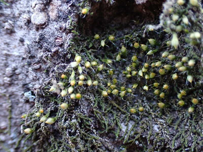China Venturiella Moss photo 3