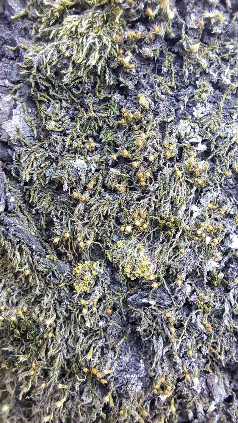 China Venturiella Moss photo 4