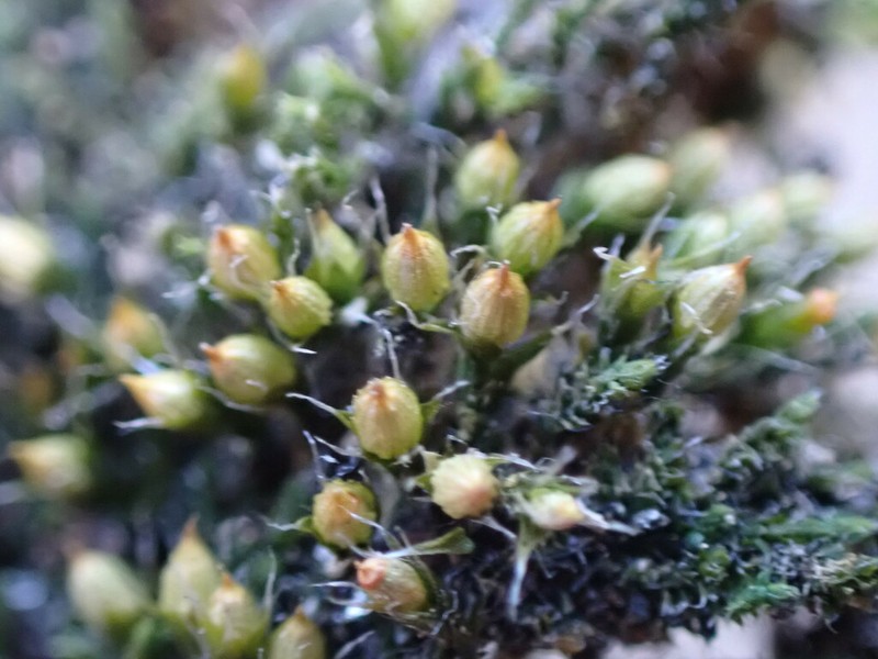China Venturiella Moss photo 5