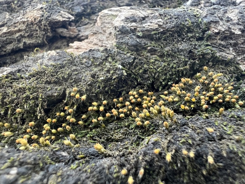 China Venturiella Moss photo 6