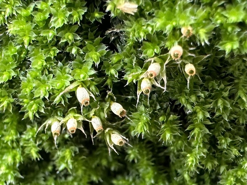 China Venturiella Moss photo 7