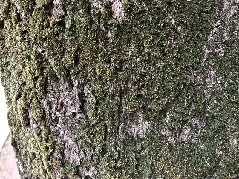 China Venturiella Moss photo 8