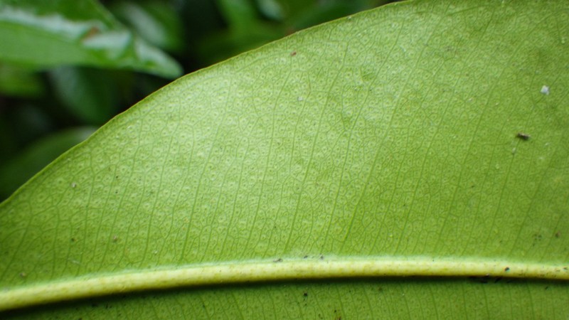 Vepris africana