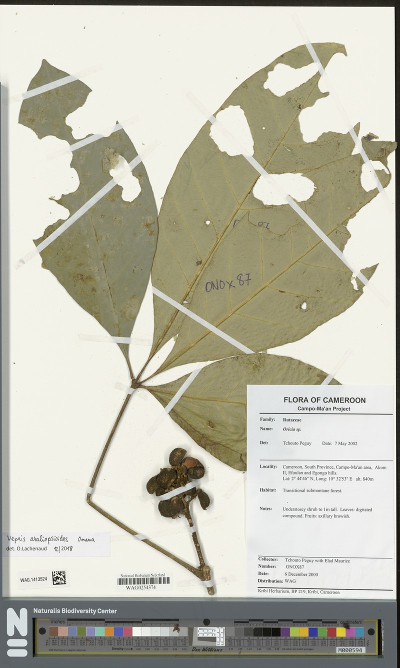 Vepris araliopsioides