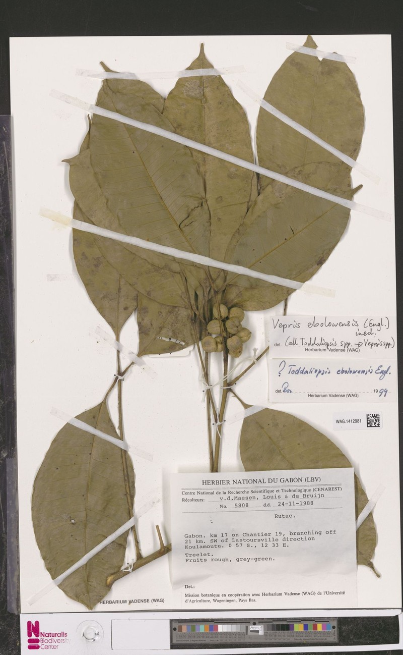 Vepris ebolowensis