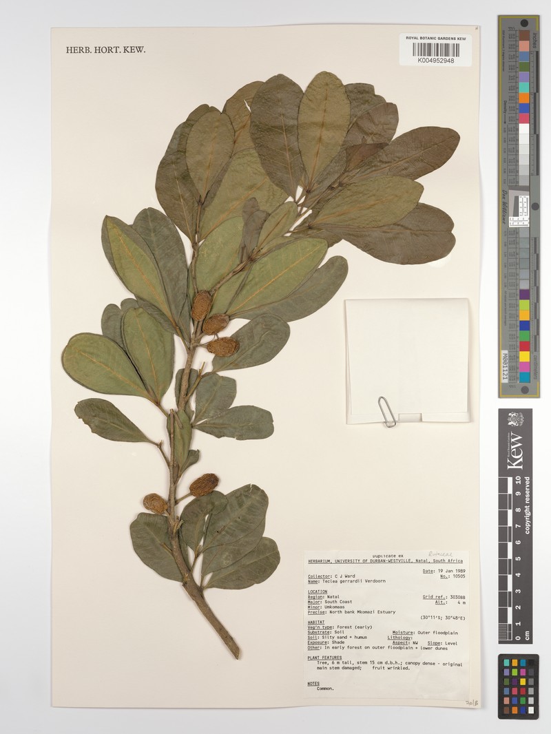 Vepris gerrardii