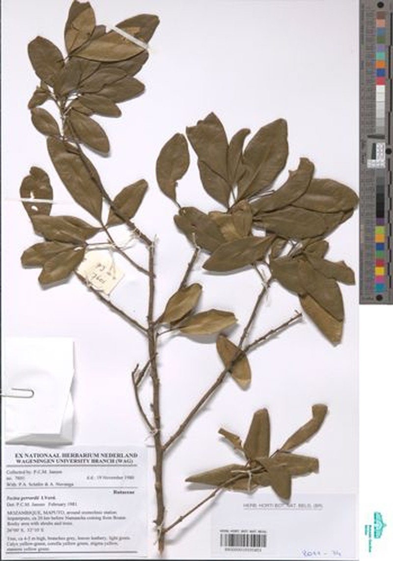 Vepris gerrardii photo 2