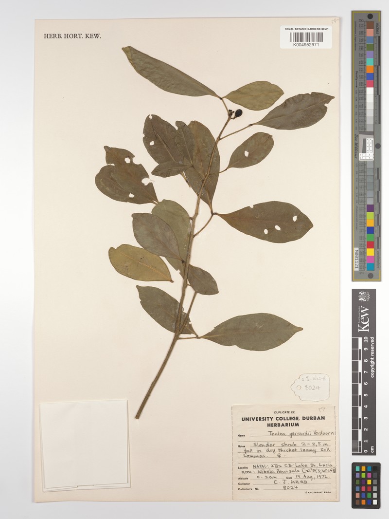 Vepris gerrardii photo 3