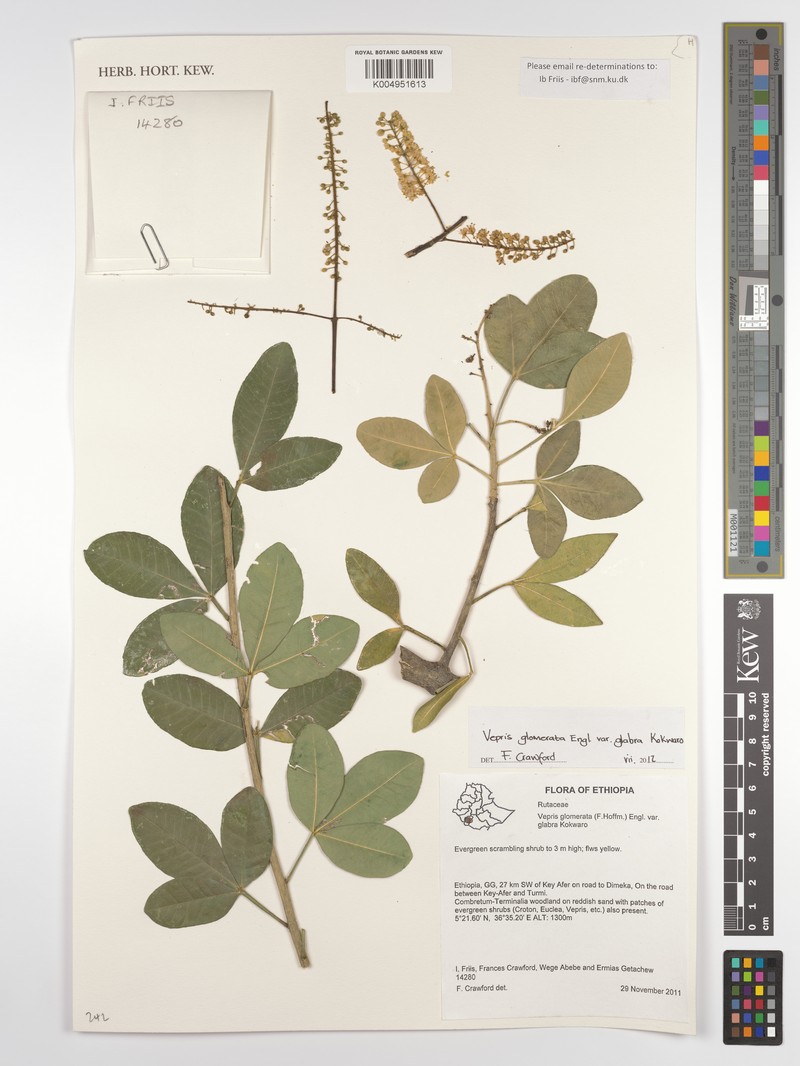 Vepris glomerata var. glomerata