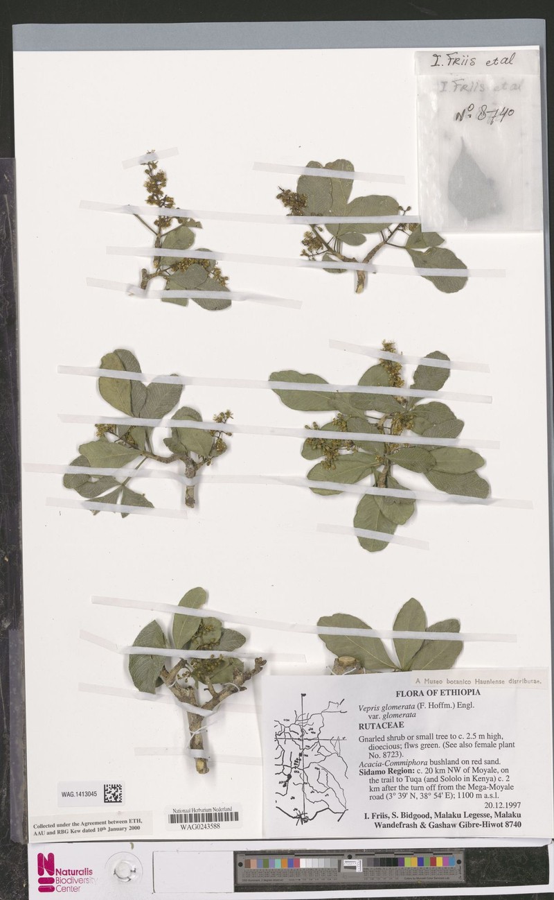 Vepris glomerata var. glomerata photo 2