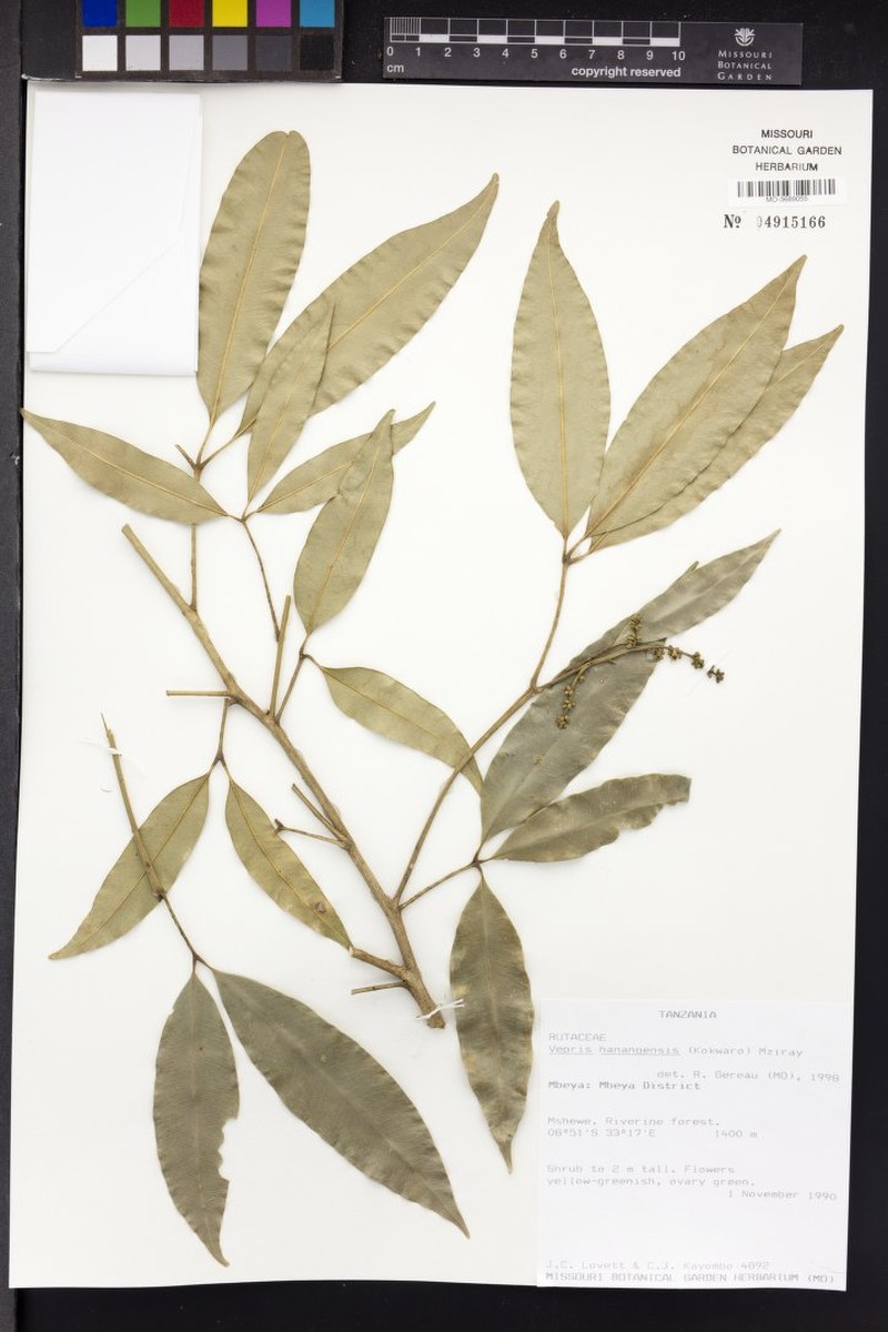 Vepris hanangensis var. hanangensis