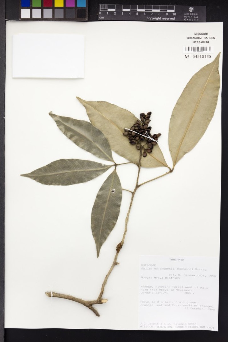 Vepris hanangensis var. hanangensis photo 2