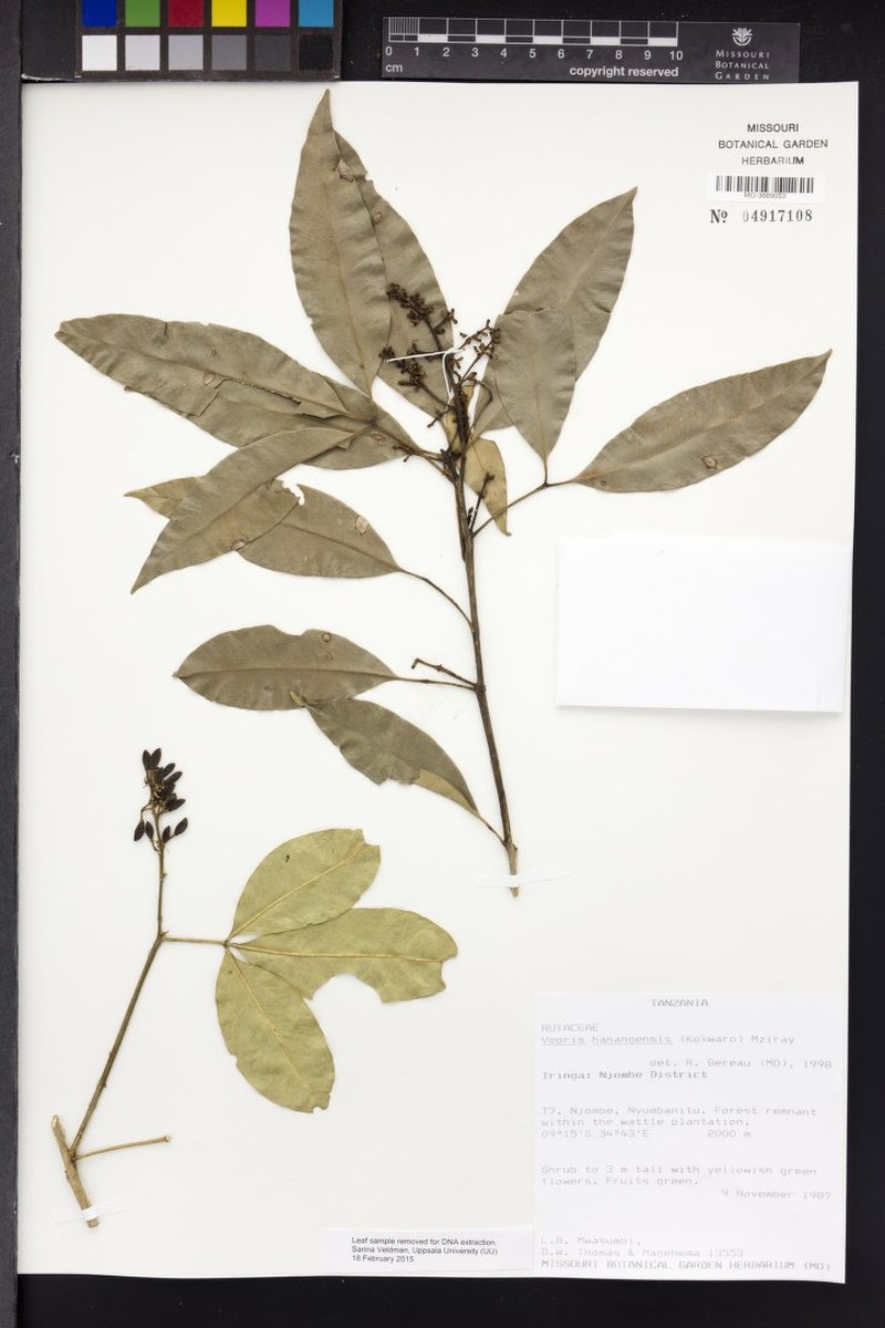 Vepris hanangensis var. hanangensis photo 3