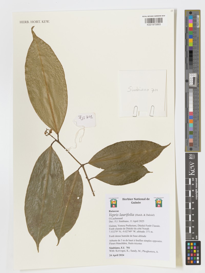 Vepris laurifolia