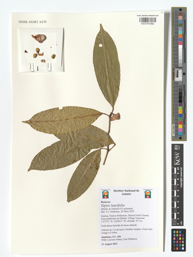 Vepris laurifolia photo 2