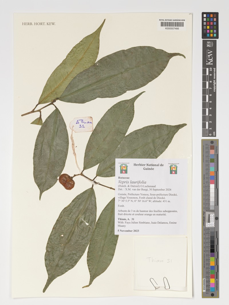 Vepris laurifolia photo 3