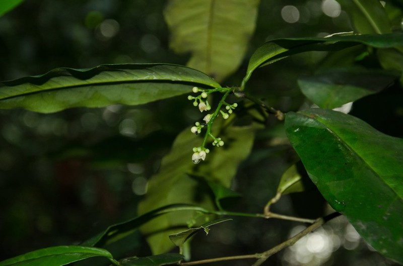 Vepris laurifolia photo 4