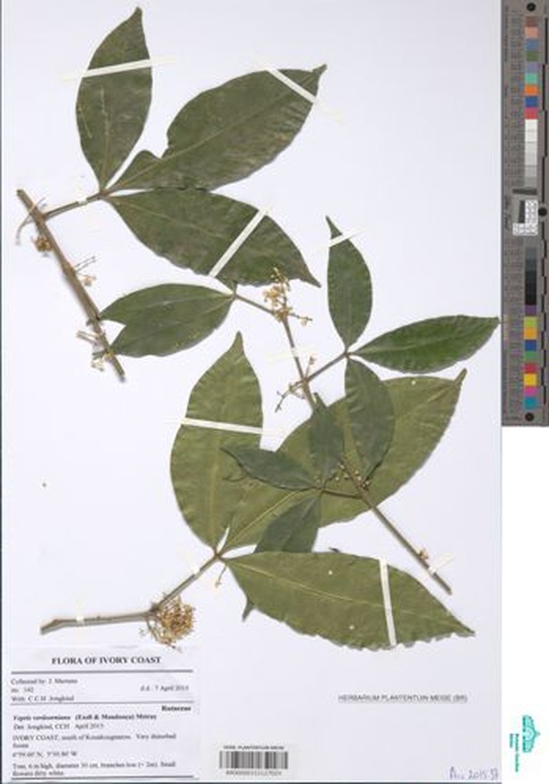 Vepris occidentalis
