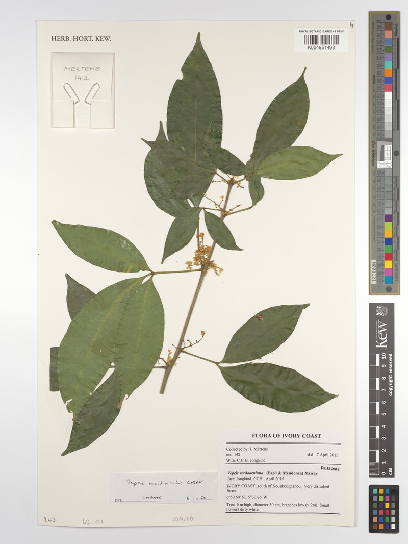 Vepris occidentalis photo 2
