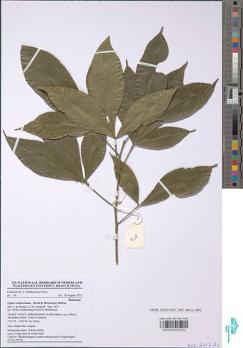 Vepris occidentalis photo 3