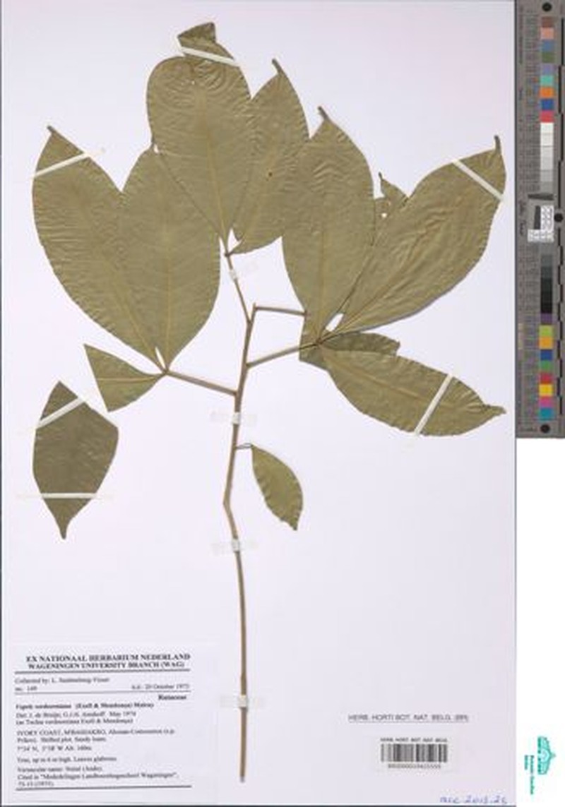 Vepris occidentalis photo 4