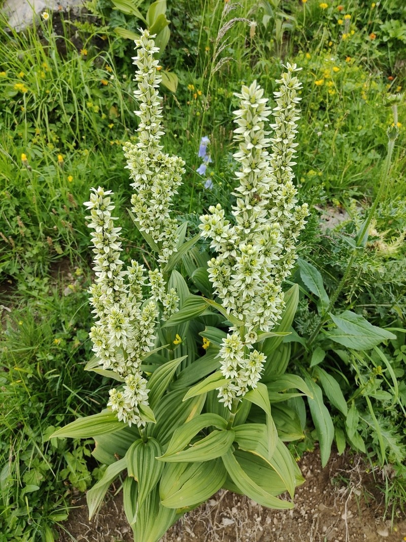 White False Hellebore photo 2
