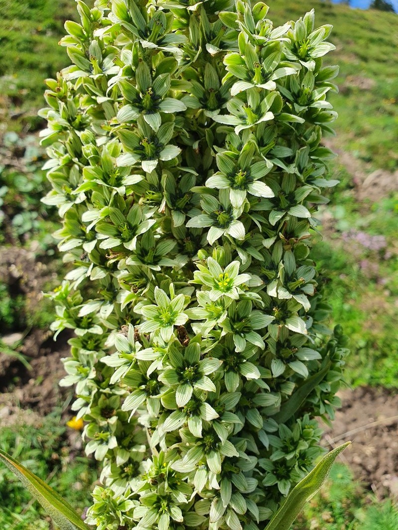 White False Hellebore photo 3