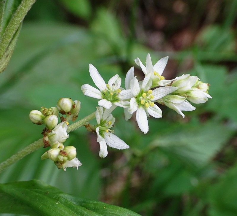 White False Hellebore photo 4