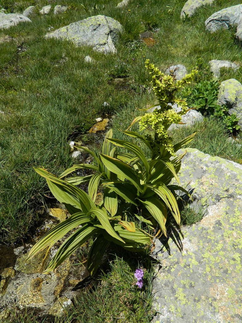 White False Hellebore photo 5