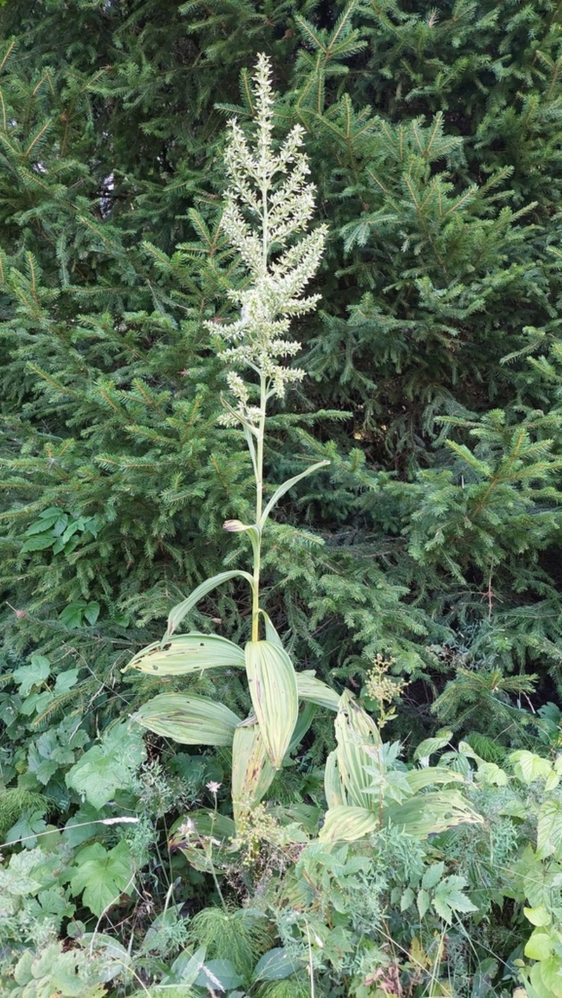 White False Hellebore photo 6