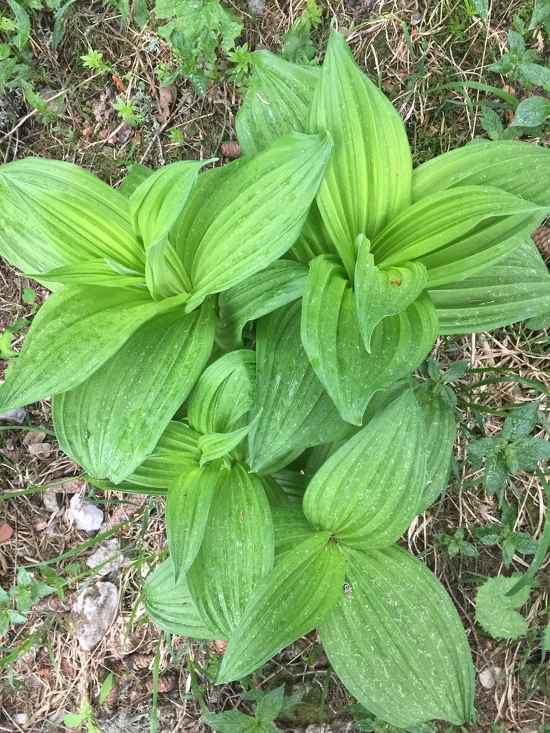 White False Hellebore photo 7