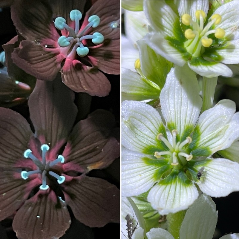 California False Hellebore photo 5