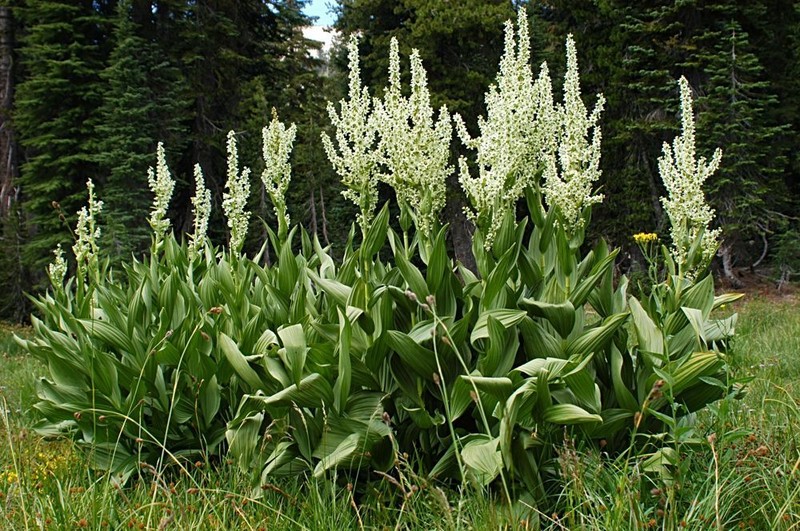 California False Hellebore photo 6