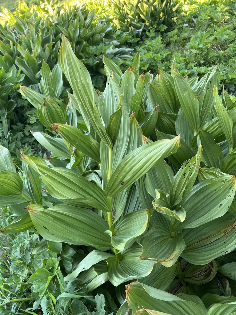 California False Hellebore photo 7