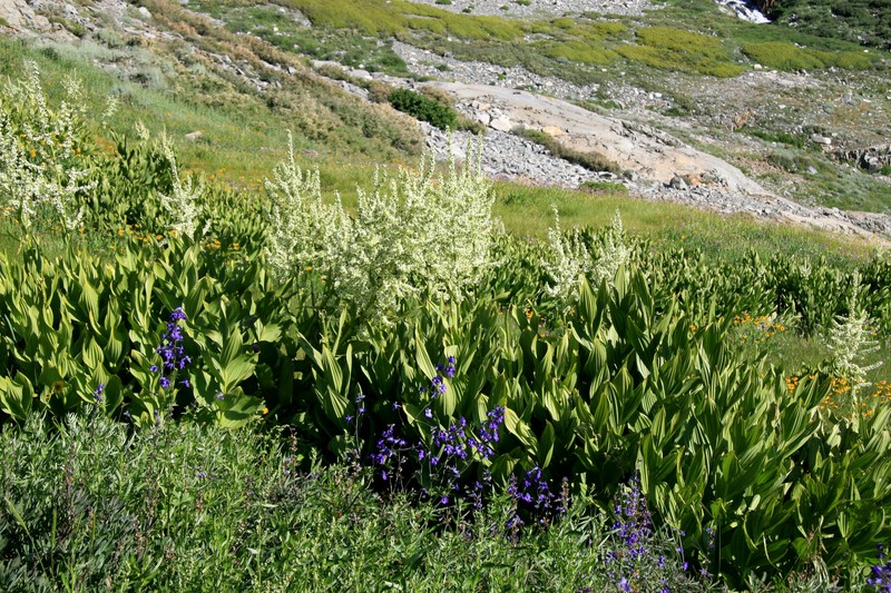 California False Hellebore photo 3