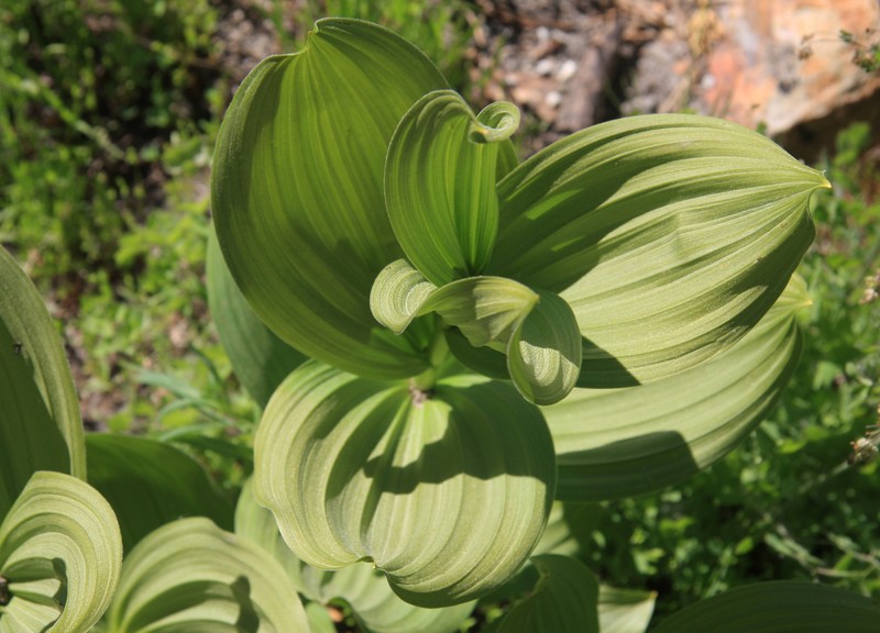 California False Hellebore photo 4