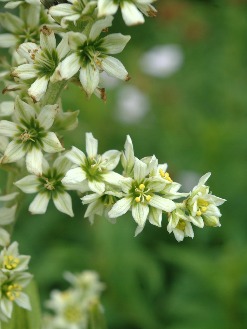California False Hellebore photo 5