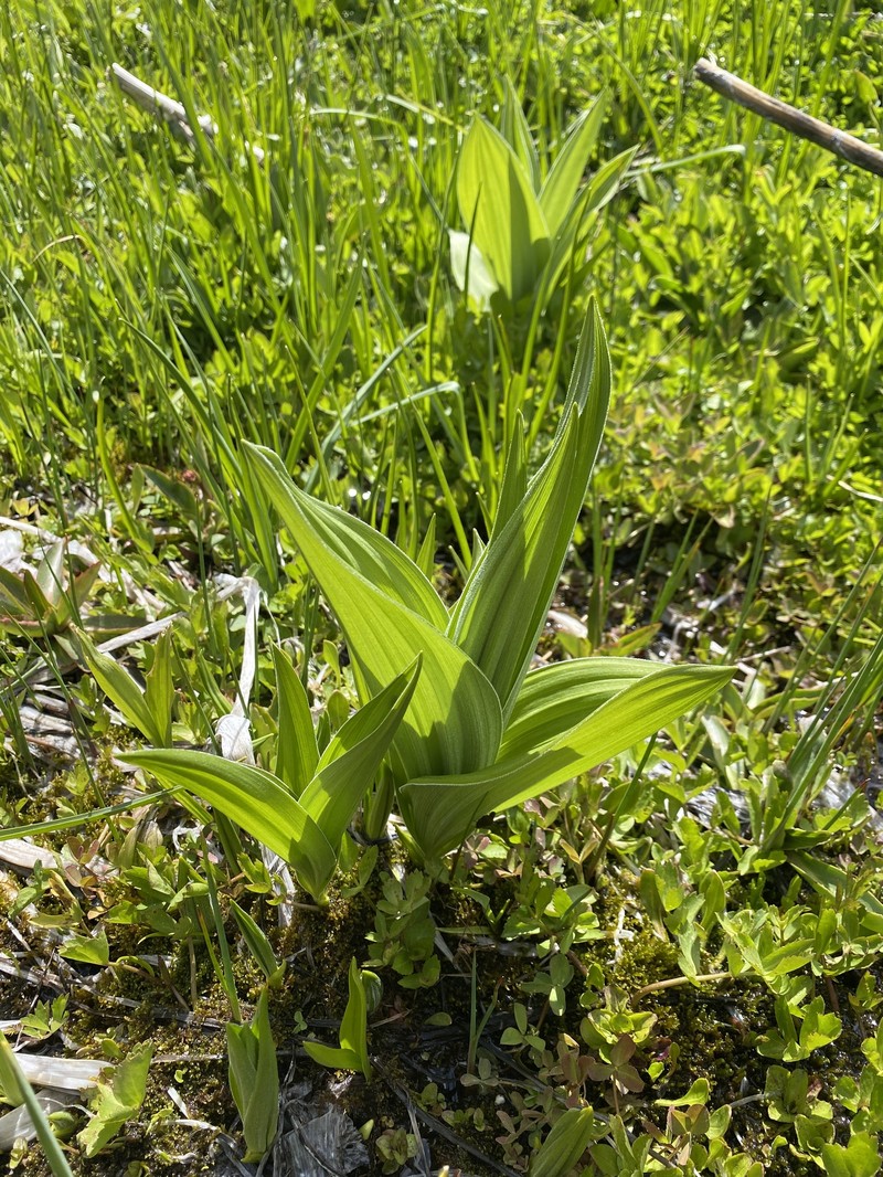 Colorado False Hellebore