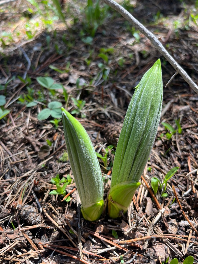 Colorado False Hellebore photo 2