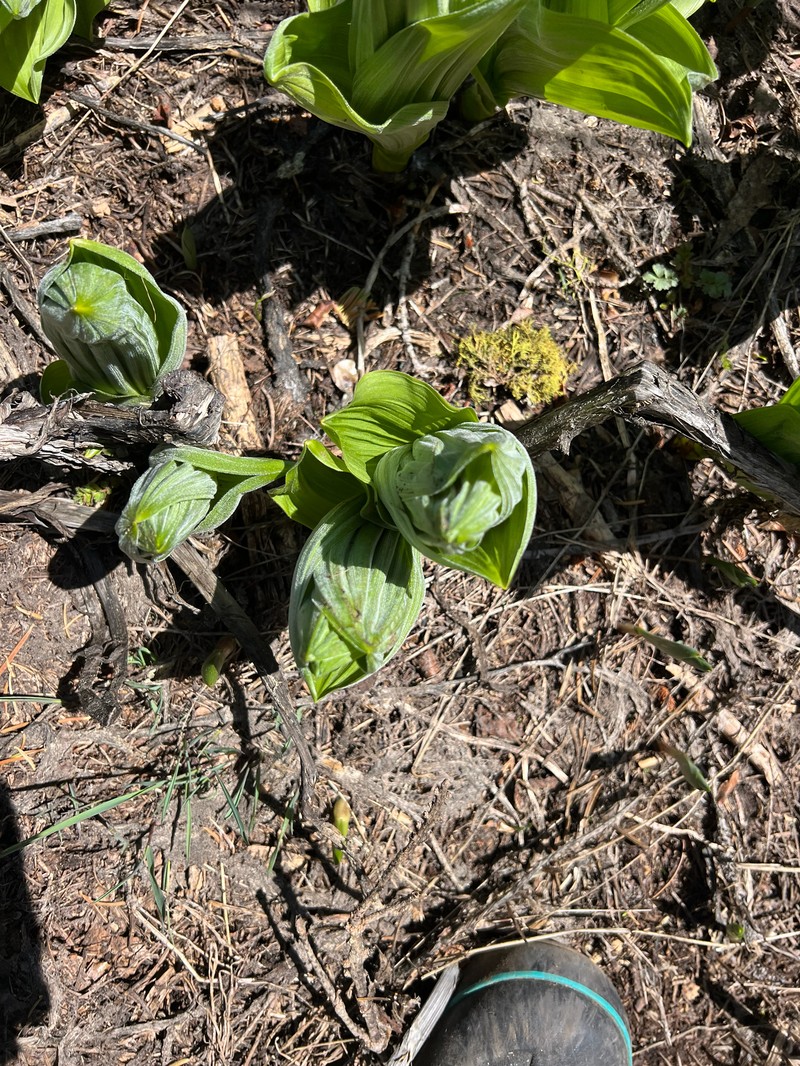 Colorado False Hellebore photo 3