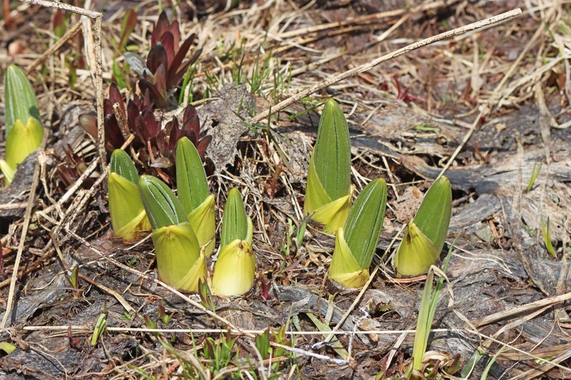 Colorado False Hellebore photo 4