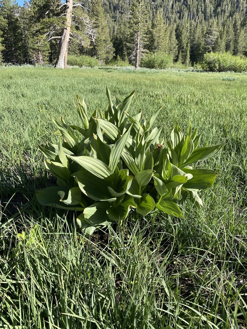 Colorado False Hellebore photo 5
