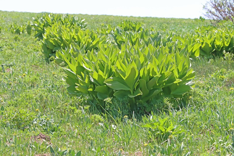 Colorado False Hellebore photo 6