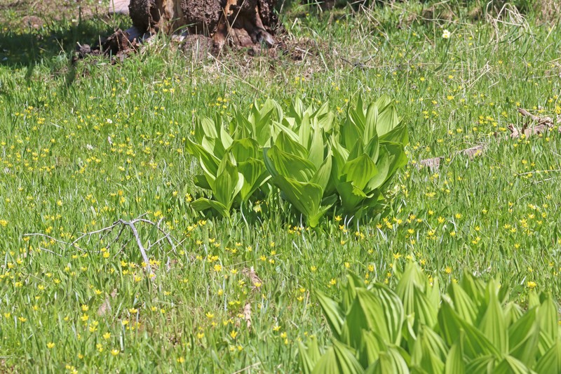 Colorado False Hellebore photo 8