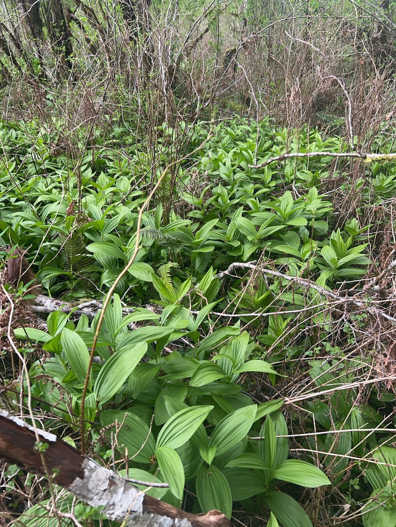 Veratrum californicum var. caudatum