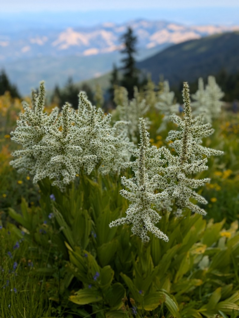Veratrum californicum var. caudatum photo 2