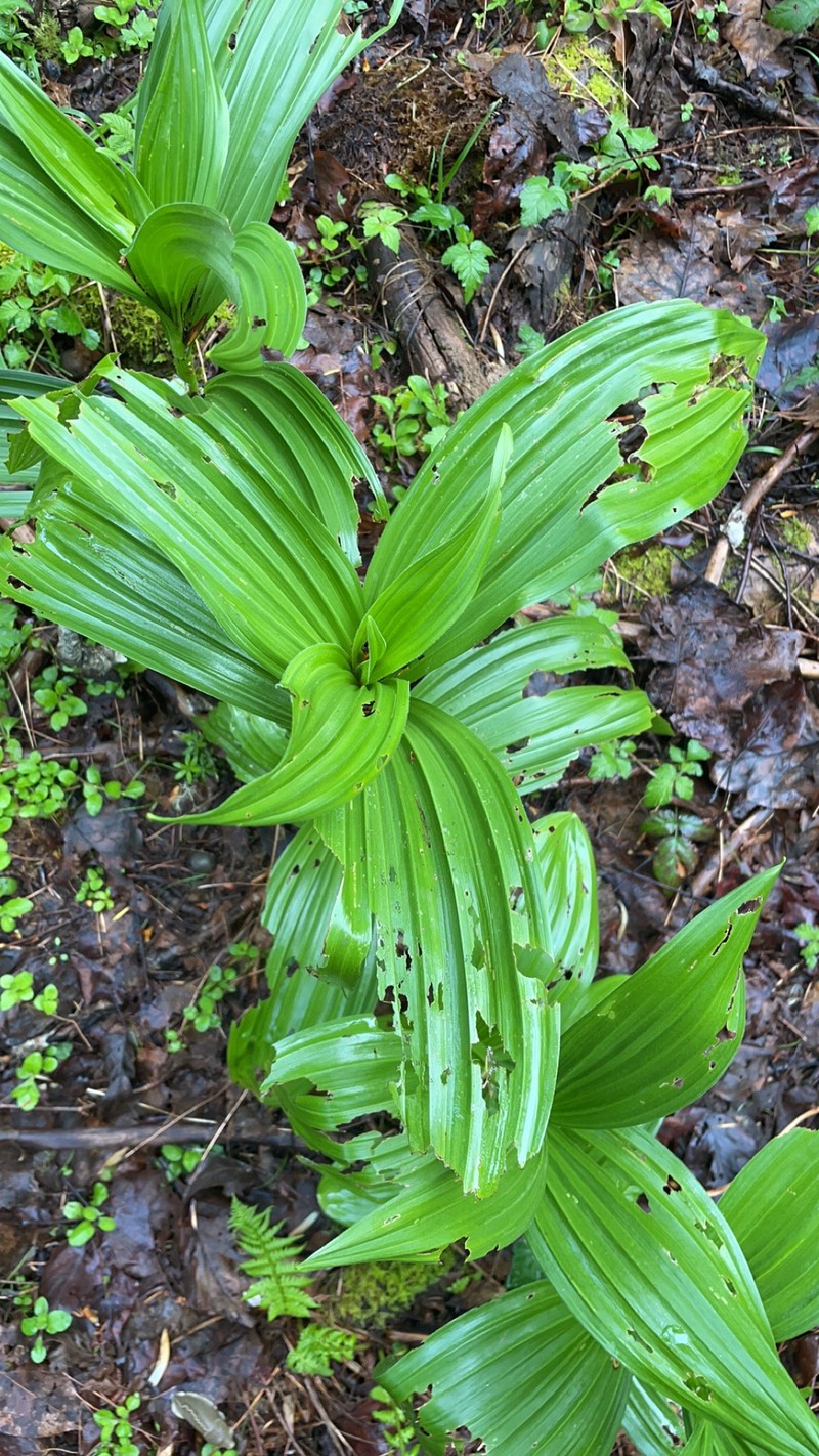Veratrum californicum var. caudatum photo 3